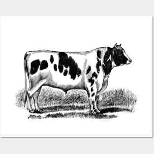 Holstein Bull Black and White Vintage Illustration Posters and Art